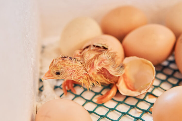 Ep. 138 Chick Incubation Image